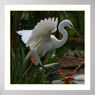 Grande impressão do Egret