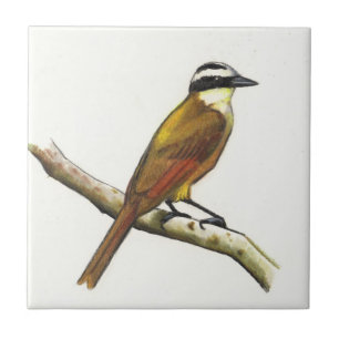 Grande Kiskadee no lápis da cor: Pássaro: Animai