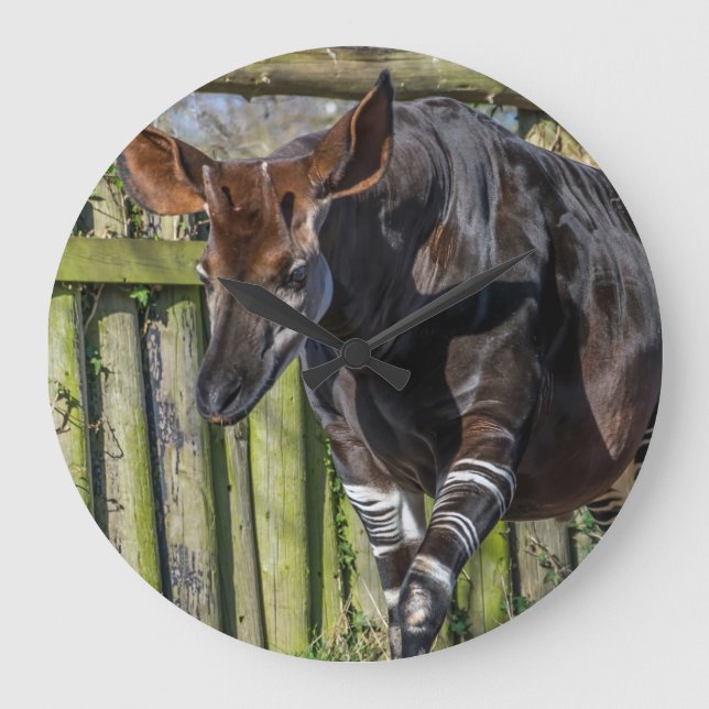 Grande Okapi no relógio do zoológico (Frente)