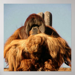 Grande Poster Ape