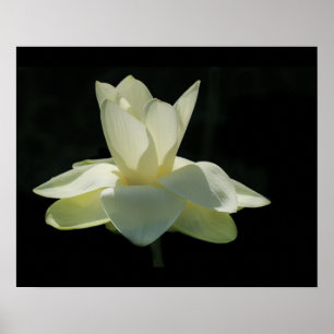 Grande poster da flor de Lotus branco