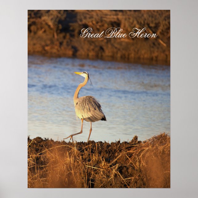 Grande Poster de Foto da Garça Azul (Frente)