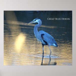 Grande Poster de Foto da Garça Azul