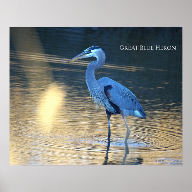 Grande Poster de Foto da Garça Azul (Frente)