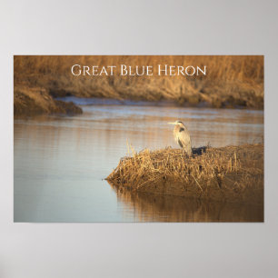 Grande Poster de Foto da Garça Azul