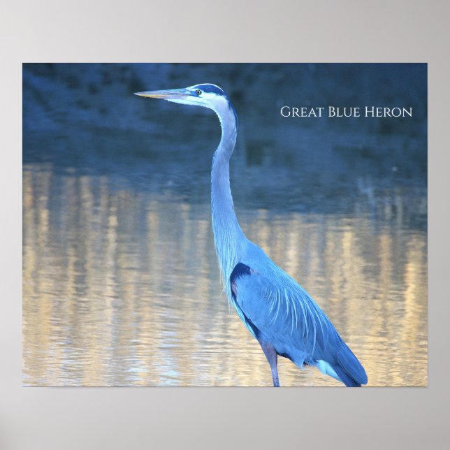 Grande Poster de Foto da Garça Azul (Frente)