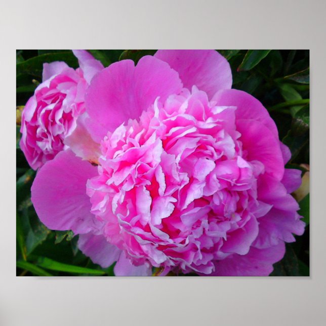 Grande Poster de Peony Rosa (Frente)