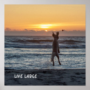 "Grande" poster vivo do por do sol da praia (12"