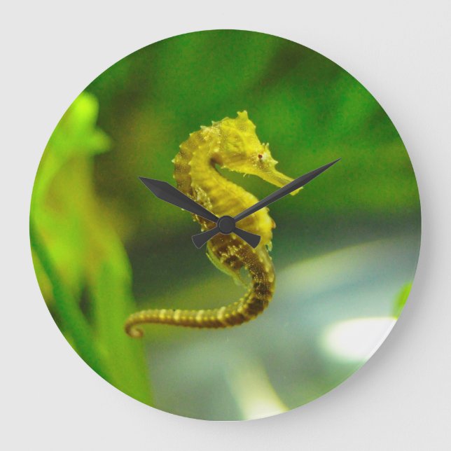 Grande Relógio de Vida do Oceano Índico Amarelo-Cinto (Frente)