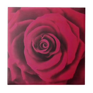Grande Rosa vermelha