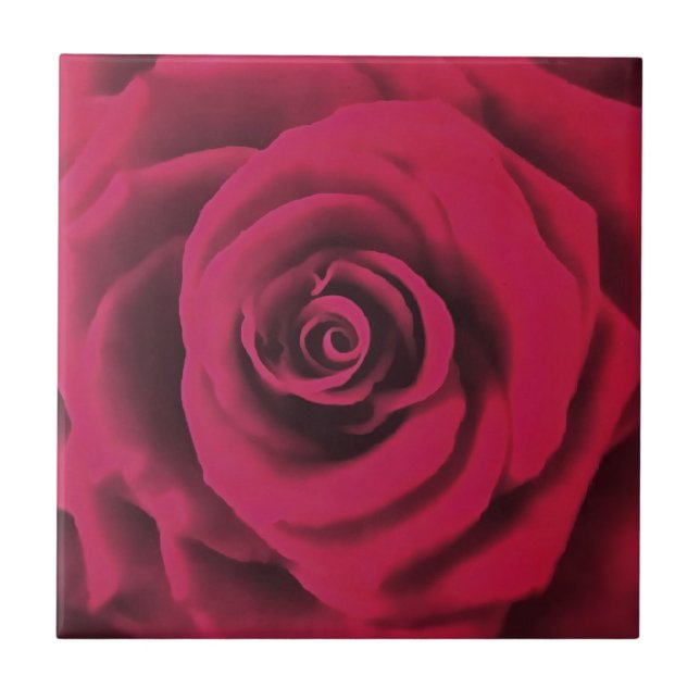 Grande Rosa vermelha (Frente)