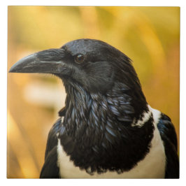 Grande Telha de Cerâmica Fotográfica de Corvo Pieb