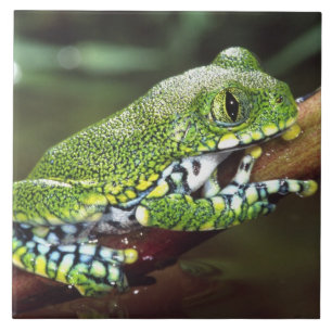 Grande Treefrog, Leptopelis vermiculatus,