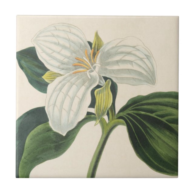 Grande Trillium florescido (Frente)