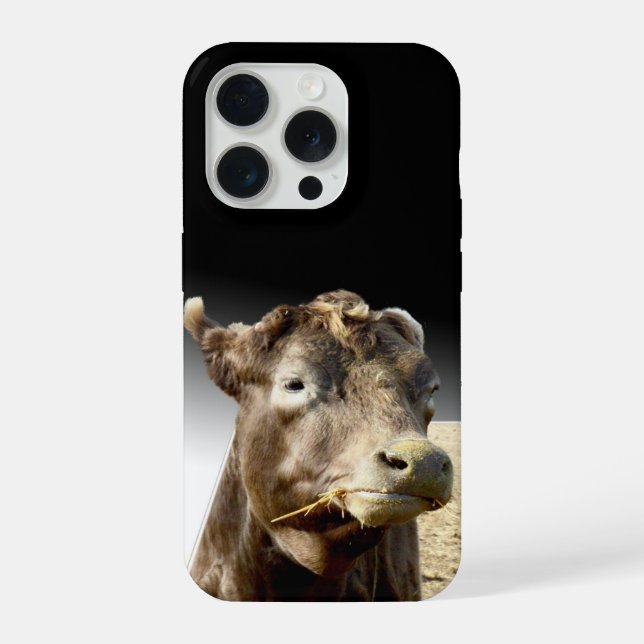 Grande Vaca Marrom Mastigando Feno, (Verso)
