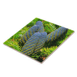 Grandes Cones Azul-Coreanos