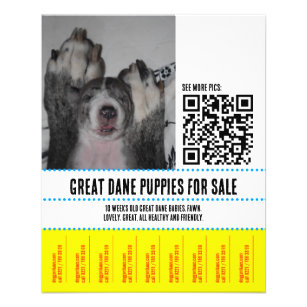 Grandes Dane Puppies para Folheto de Venda