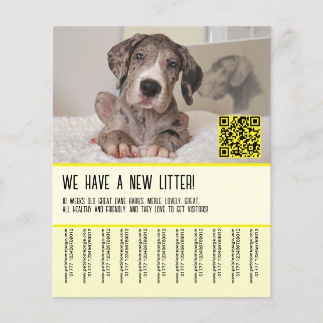 Grandes Dane Puppies para Folheto de Venda (Frente)