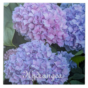 Grandes Flores de Hortênsia Lindas Florais