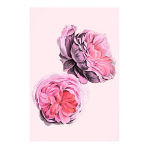Grandes Flores Rosa Arte Antiga Poster