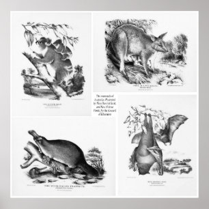 Grandes Mamíferos Da Austrália, Impressão