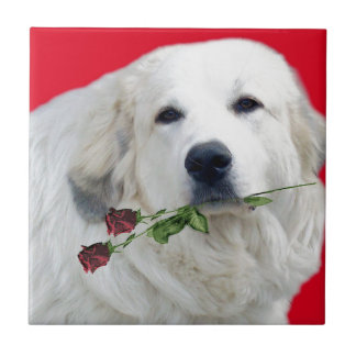 Grandes Pyrenees com rosas