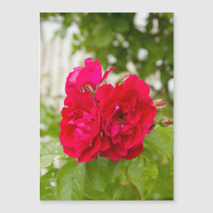 Grandes rosas vermelhas no jardim