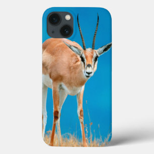 Grant's Gazelle (Gazella Granti) Ewe Portrait