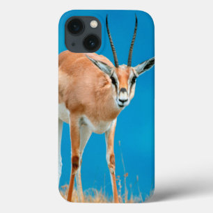 Grant's Gazelle (Gazella Granti) Ewe Portrait