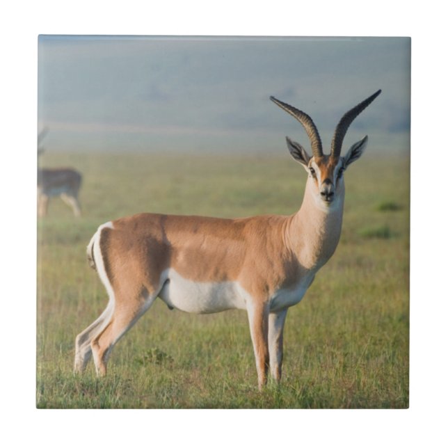 Grant's Gazelle, Ngorongoro Crater, Ngorongoro (Frente)
