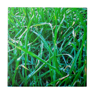 Grass Dewy