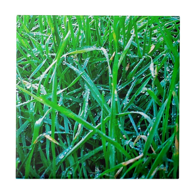 Grass Dewy (Frente)
