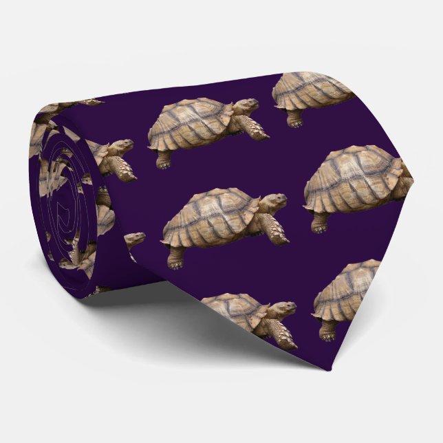 Gravata African spurred tortoise (Rolled)