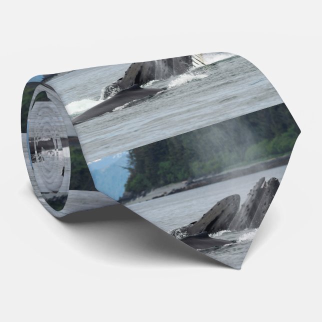 Gravata Baleias de Humpback de alimentação (Rolled)