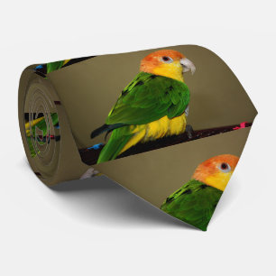 Gravata Belo Papagaio Branco Caique Posicionando