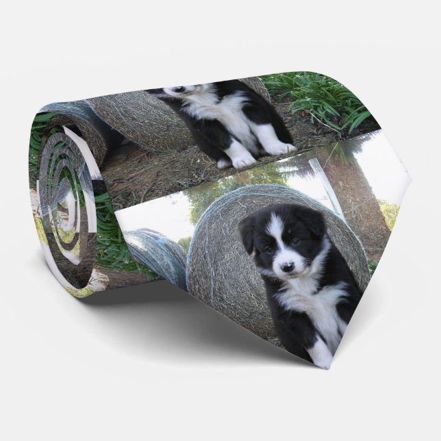 Gravata Border Collie Puppy Fazenda Life, (Rolled)