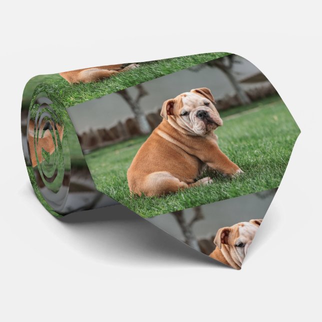Gravata cachorro bulldog vermelho e branco (Rolled)