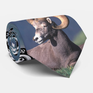 Gravata Carneiros de Bighorn da montanha rochosa