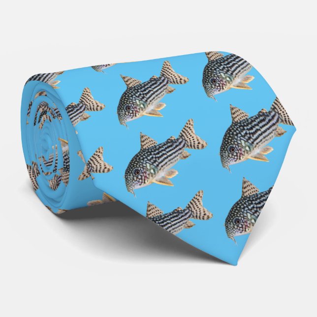 Gravata Corydoras sterbai (Rolled)