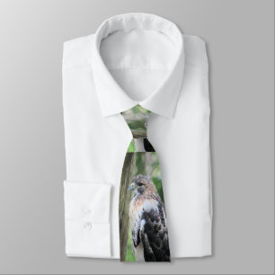 Gravata Falcão-de-cauda-vermelha