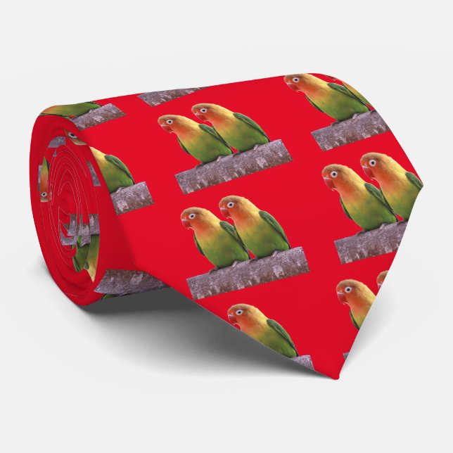 Gravata Fischer's Lovebird (Rolled)