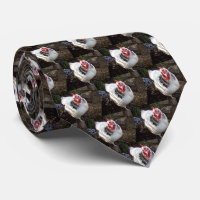 Galinha Branca E Negra Espetacular,