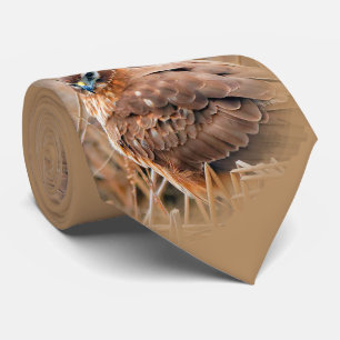 Gravata Harrier do norte fêmea bonito no pântano