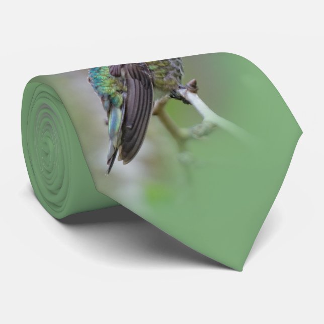 Gravata Homem espantoso, o beija-flor da Anna na árvore de (Rolled)