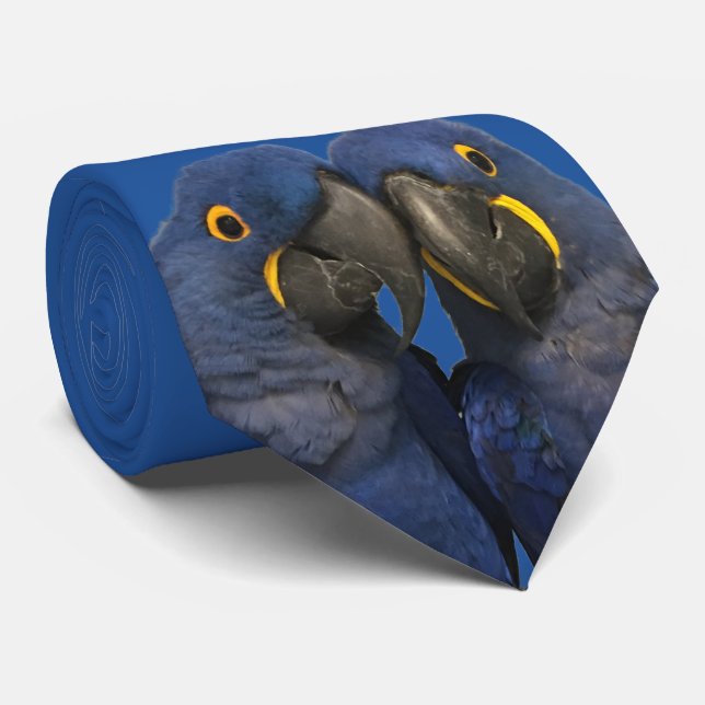 Gravata Hyacinth Macaw Parrot Bird Rare Blue (Rolled)