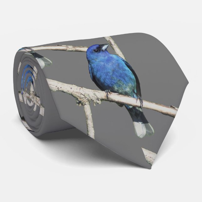Gravata Indigo Bunting (Rolled)