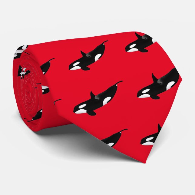 Gravata Killerwhale, Orcinus orca (Rolled)