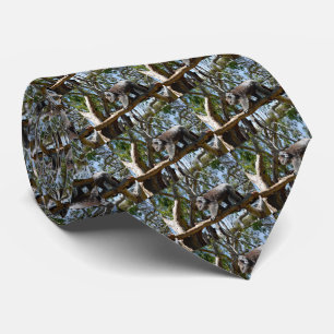 Gravata Koala Bear Cat Walk, Neck Tie