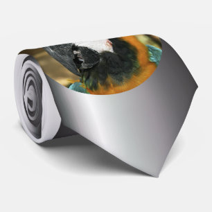 Gravata Maca azul e amarela da Amazônia