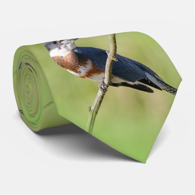 Gravata Mulher Beliscada Kingfisher Fora num Limb (Rolled)